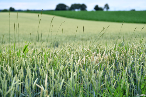 FAO und OECD erwarten weitere Unsicherheit für Agrarmärkte