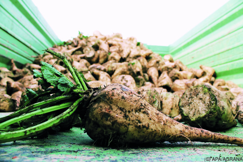 Agrana produziert mehr Zucker - Bauern verdienen mehr