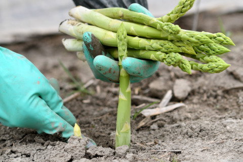 Spargelbauern: Handel soll mehr heimischen Spargel anbieten