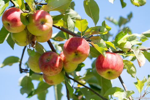 Bund dürfte Zielen bei Bio-Beschaffung hinterherhinken