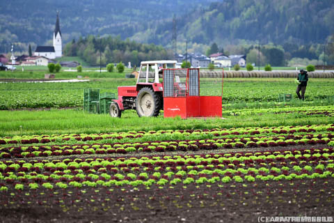 Gemüsebauern ernteten heuer mehr Salat, aber weniger Spinat