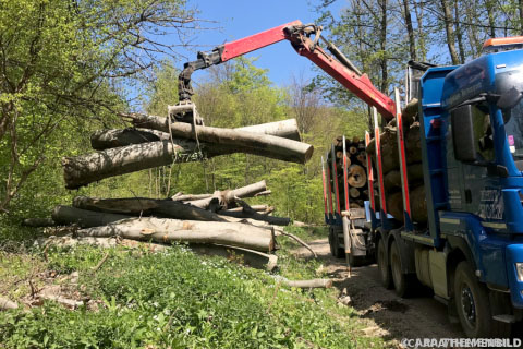 2022 überdurchschnittlich viel Holz aus Österreichs Wäldern