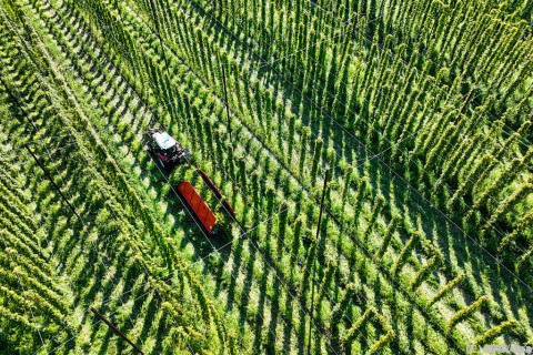 Bier im Klimawandel - Hopfenanbau deutlich gebremst