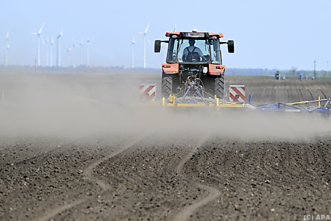 Trockenheit - Landwirte setzen auf hitzeresistente Pflanzen