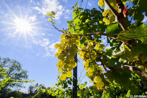 Weinbauern werden bald digital - im Meldewesen