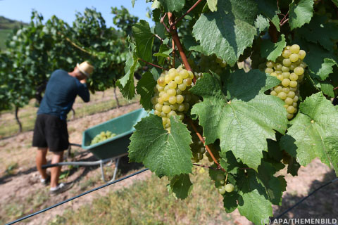 Winzer rechnen mit leicht unterdurchschnittlicher Weinernte