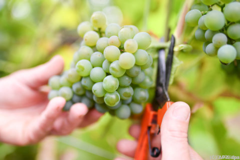 Weltweite Weinproduktion auf niedrigstem Stand seit 1961