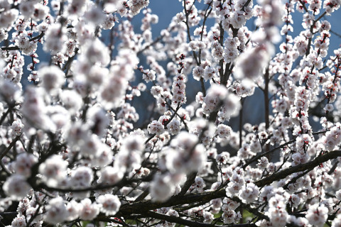 Marillenbäume in der Wachau nähern sich der Vollblüte