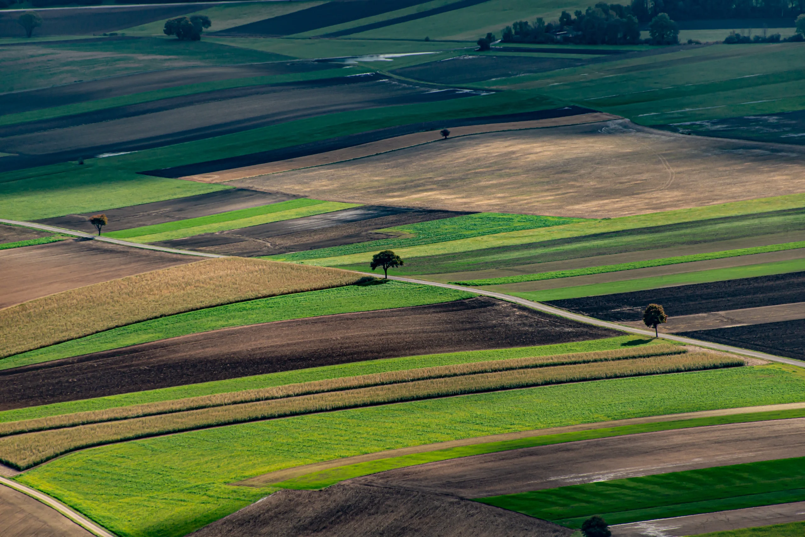 Marchfeld